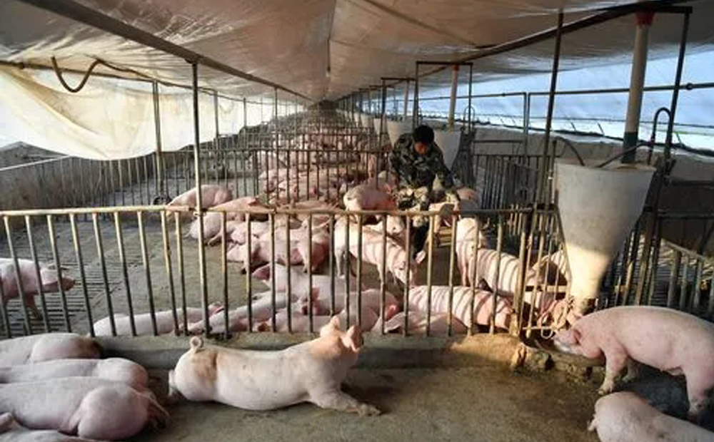 豬舍有害氣體有哪些？(圖1)